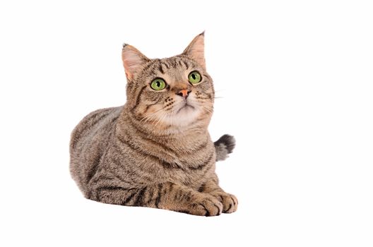 Breautiful young tabby cat looking up on a white background