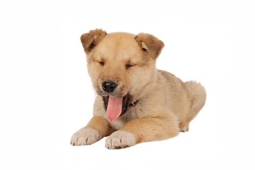 A mixed breed puppy yawing and bored on white