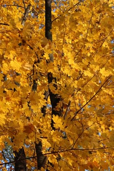 yellow autumn leaves hanging on the tree