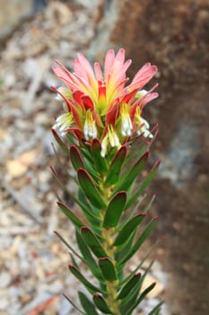 A Memetes cucullatus - Crackerjack Red, flowers in the rockery garden. Relies on bird pollination.  This particular variety will reshoot new growth from its base after a bushfire.