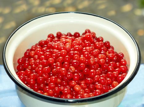 Lots of ripe red berries of viburnum in an enamel saucepan