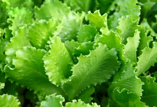 Fresh Green Lettuce leafs close up
