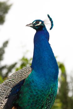 Closeup of a peacock posing in profile.
