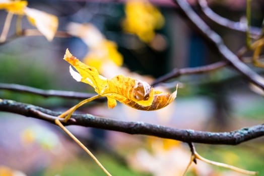 Beautiful golden chestnut leaves on a tree in autumn