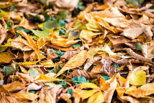 Colorful and bright background made of fallen autumn leaves, mainly chestnuts