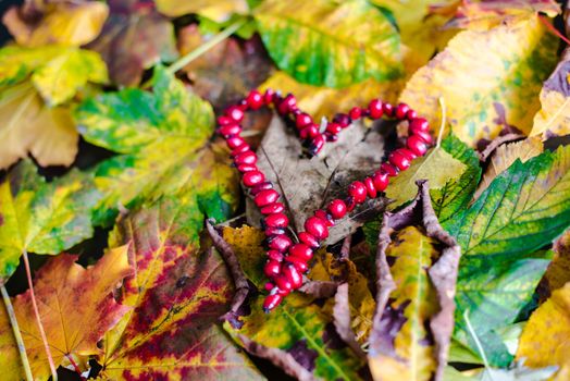 Colorful autumn leaves with heart made of rosehips - shallow dof