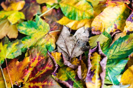 Colorful and bright background made of fallen autumn leaves