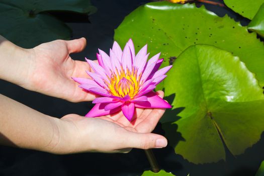 Colorful lotus in white skin lady's hands