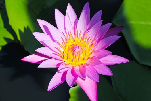 Lotus with purple and yellow color in pond