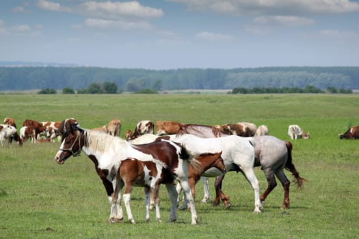 horses and foals on pasture