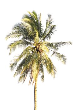 Thai coconut palm tree isolated on white background