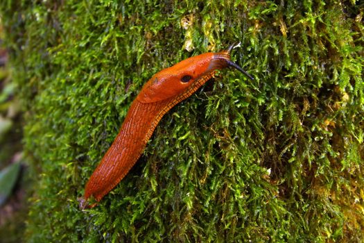 Close up of a beautiful slug moving slowly on the tree trunk green moss