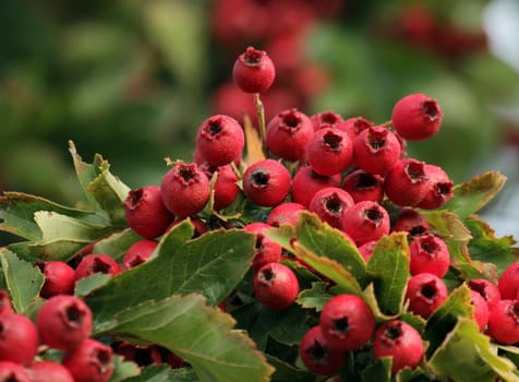 Close up on fruits of pyracantha coccinea and green leaves