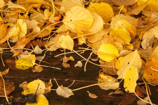Yellow Hydrangea leaves lying on a wooden patio deck