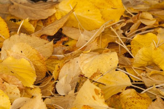 Yellow Hydrangea leaves lying on the ground