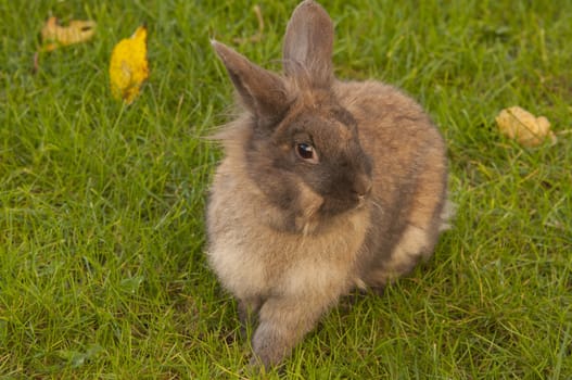 A cute brown rabbit on a lawn. Winter is comming and the fur is changing