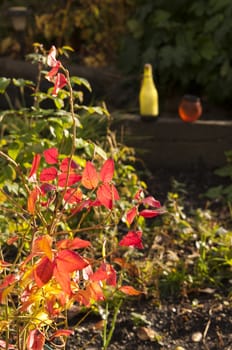 A blueberry plant with decorative red leaves in the autumn. Two solar lamps in the background