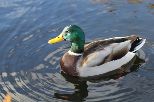 a beautiful mallard isoled