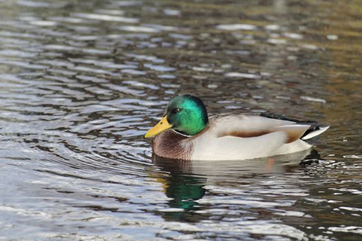 a isoled duck, mallard