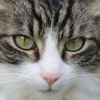 tigray cat eyes with a pink muzzle.