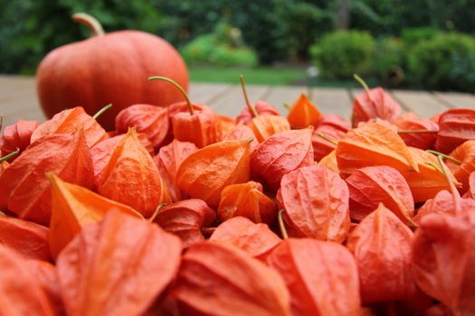 lot of physalis with a pumpkin.