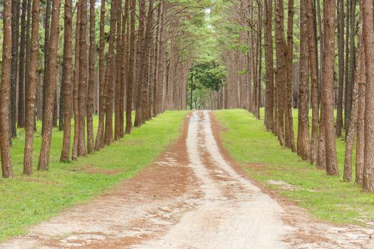 Pine Agroforestry, Chiang Mai, Thailand