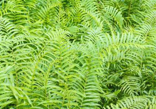 Vegetable fern (Diplazium esculentum