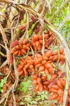 Salacca, sweet and sour fruit flavors of Thailand