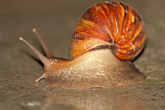 Large snail with  beautiful shell closeup on ground.Shot with shallow depth of field.
