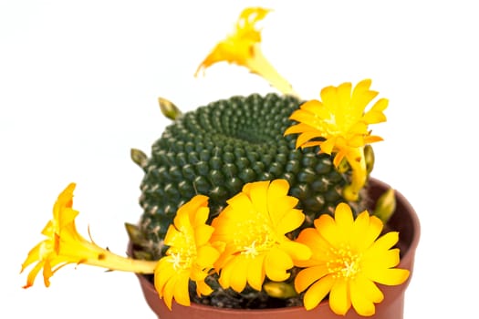 Cactus flowers  on  light  background.Image with shallow depth of field.