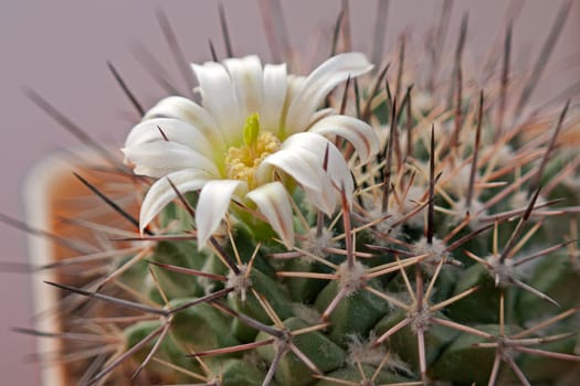 Cactus flowers  on  light  background.Image with shallow depth of field.