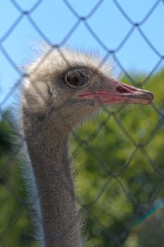 Ostrich head on  long neck behind fence close-up, zoo, Russia.