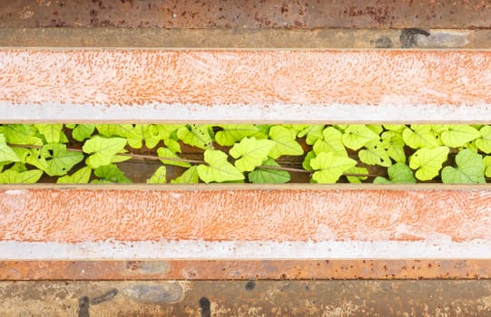 green plants on railroad part