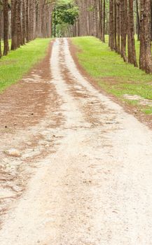 Pine Agroforestry, Chiang Mai, Thailand