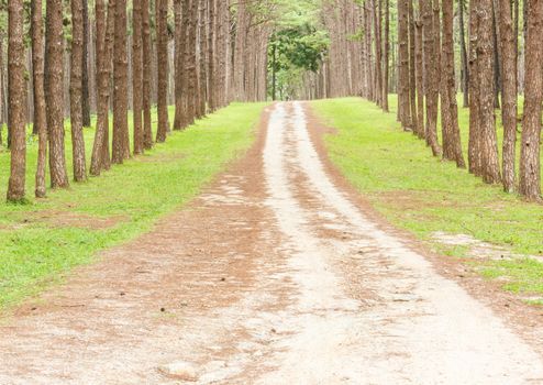 Pine Agroforestry, Chiang Mai, Thailand