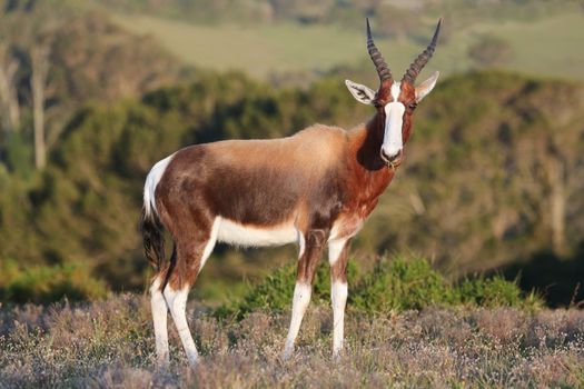 Handsome Bontebok antelope with large eyes and grass in mouth