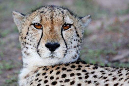 Portrait of a wild Cheetah cat with beautiful brown eyes