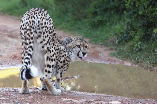 Cheetah wild cat with tongue sticking out and drinking water