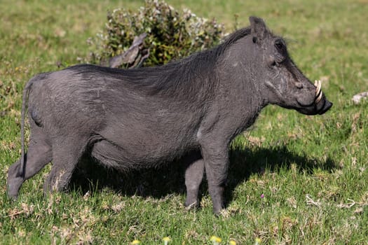 An ugly Warthog standing in the grass