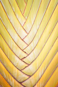 Ravenala madagascariensis background or Traveller's tree