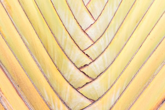 Ravenala madagascariensis background or Traveller's tree