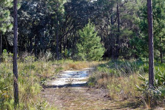 A sandy trail winds it way through a southern pine forest.