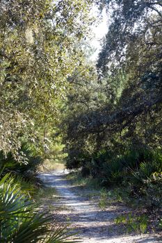 A sandy trail winds it way through a southern pine forest.