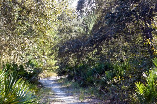 A sandy trail winds it way through a southern pine forest.