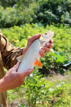 chub in the hand of fisherman