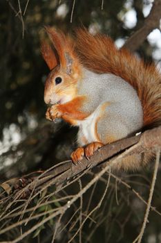 squirrel on a branch of pine