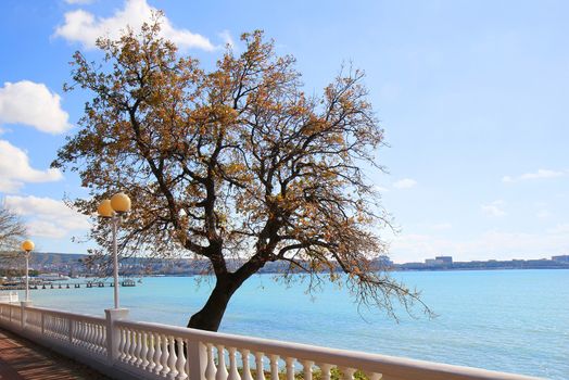 Site of seaside quay with a lonely tree. Gelendzhik. Russia. 