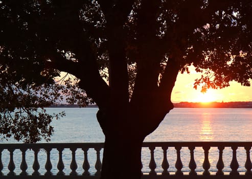 lonely tree at sunset 