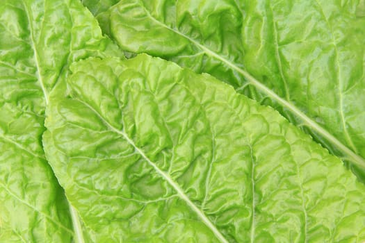 Lettuce background 