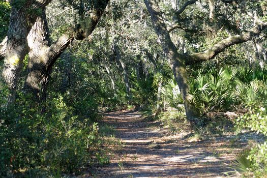 A sandy trail winds it way through a southern tropical forest.